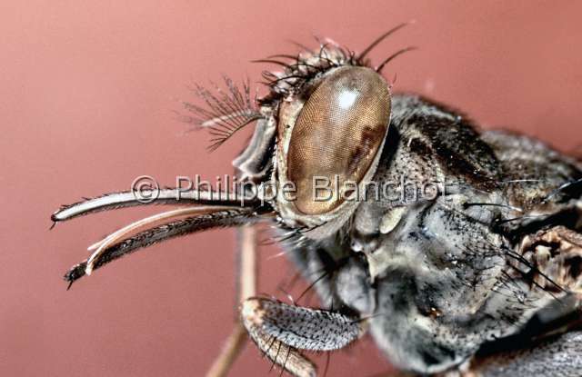 Glossina palpalis.JPG - in "Portraits d'insectes" ed. SeuilGlossina palpalisMouche tse tseTse tse flyDipteraGlossinidaeSenegal